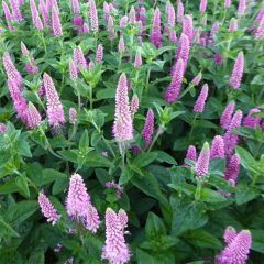 Veronica spicata First Love