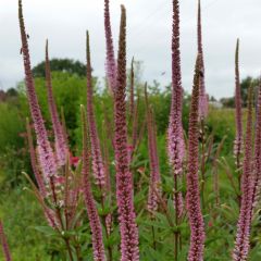 Veronicastrum virginicum Erika