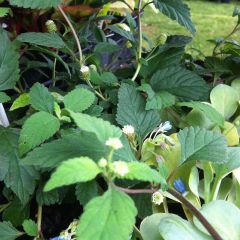 Erva-doce-asteca biológico - Lippia dulcis