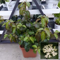 Viburnum Shiny Dancer - Viburno
