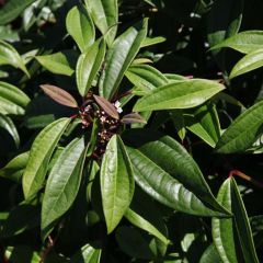 Viburnum davidii Angustifolium - Viburno-de-David