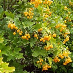 Viburnum opulus Xanthocarpum - Bola-de-neve