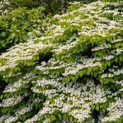 Viburnum plicatum Mariesii Great Star - Viburno-do-japão