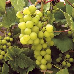 Videira Ampelia Perdin - Vitis vinifera