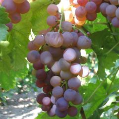 Videira Chasselas Rose - Vitis vinifera