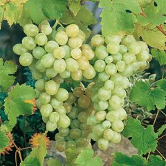 Videira Italia - Vitis vinifera