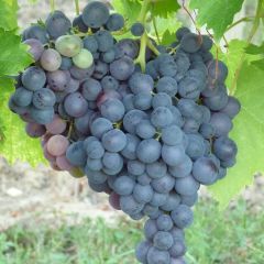 Videira Muscat de Hamburgo - Vitis vinifera