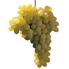 Videira Sultanina Bianca (Thomson seedless)