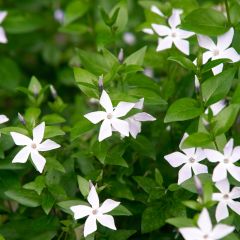 Pervinca-maior Alba