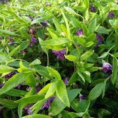 Vinca-menor Multiplex