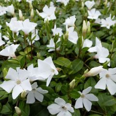 Vinca-menor White Power