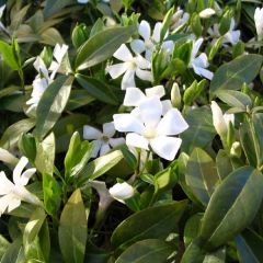 Vinca-menor Gertrude Jekyll