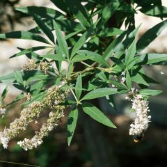 Vitex agnus-castus Albus