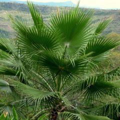 Washingtonia robusta