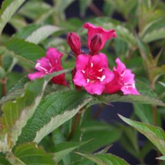 Weigélia florida Bristol Ruby