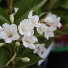 Weigélia florida Candida