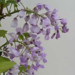 Wisteria venusta Okayama - Glicínia