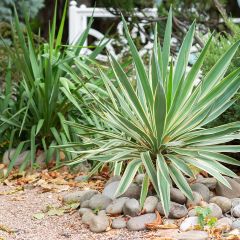 Yucca gloriosa Variegata
