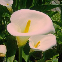 Zantedeschia aethiopica Pink Mist