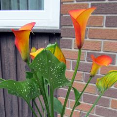 Zantedeschia Flame