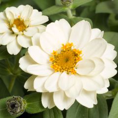 Zínia Zahara Double White