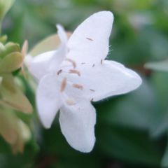 Abélia grandiflora Francis Mason