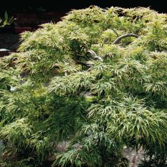 Bordo japonês Dissectum - Acer palmatum