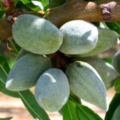 Amendoeira All In One - Prunus dulcis