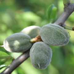 Amendoeira Supernova autofértil - Prunus dulcis