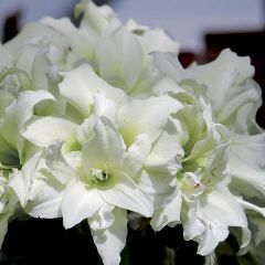Amarílis Ice Queen