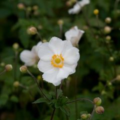 Anémona-do-japão Andrea Atkinson - Anemone × hybrida