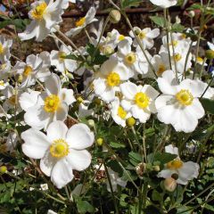 Anémona-do-japão Honorine Jobert - Anemone × hybrida