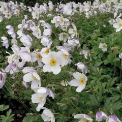 Anémona-do-japão Wild Swan - Anemone