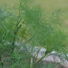Endro Hera - Ferme de Sainte Marthe Bio