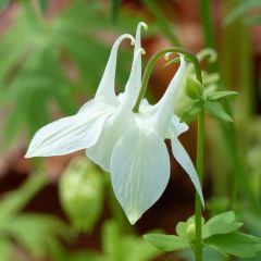 Aquilégia vulgaris Munstead White