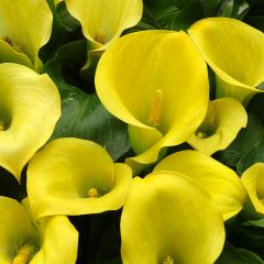 Zantedeschia Solfatare