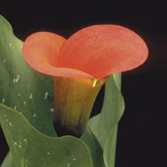 Zantedeschia Mango