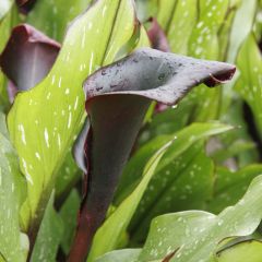 Zantedeschia Schwartzwalder