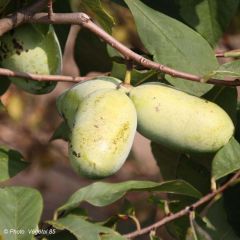 Pawpaw Sunflower