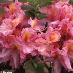 Azálea Mollis Berry Rose
