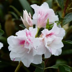 Azálea Japonesa White Prince