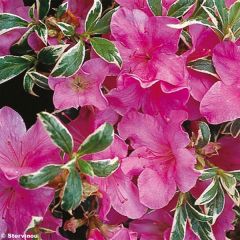 Azálea Japonesa Silver Queen