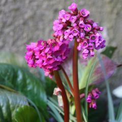 Bergénia purpurascens