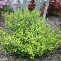 Betula nana Golden Treasure
