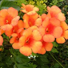 Bignónia radicans Indian Summer