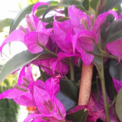 Buganvília glabra Sanderiana