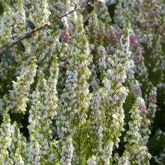 Urze-branca Great Star Le Vasterival - Erica arborea