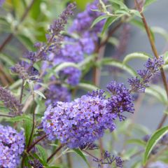 Budleia davidii Nanho Blue