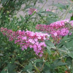 Budleia davidii Pink Delight