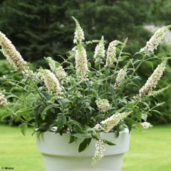 Budleia White Chip